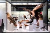 naturhistorisches museum der universitat zurich 8-2024 0947
